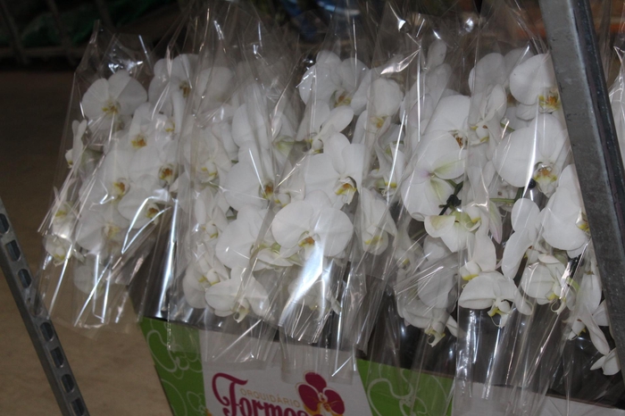 PHALAENOPSIS CASCATA P15 BRANCO MIN 5 FLS