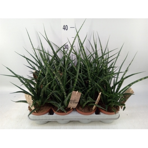 Sansevieria  'Fernwood'