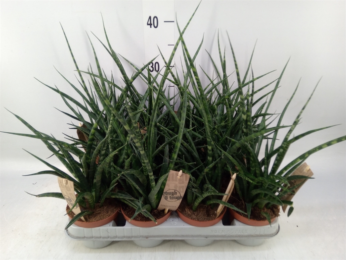 <h4>Sansevieria  'Fernwood'</h4>