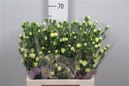 <h4>Di Tr Pastis</h4>