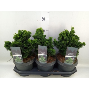 Chamaecyparis obt. 'Nana Gracilis'