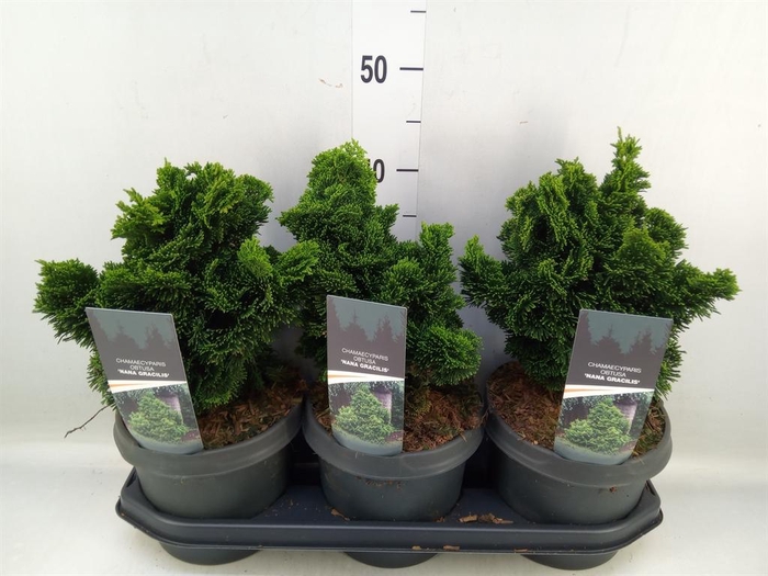<h4>Chamaecyparis obt. 'Nana Gracilis'</h4>