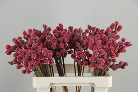 <h4>Stick berries rose hips snow</h4>