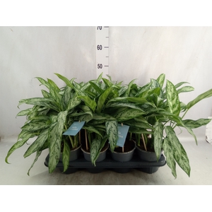 Aglaonema  'Silver Queen Compact'