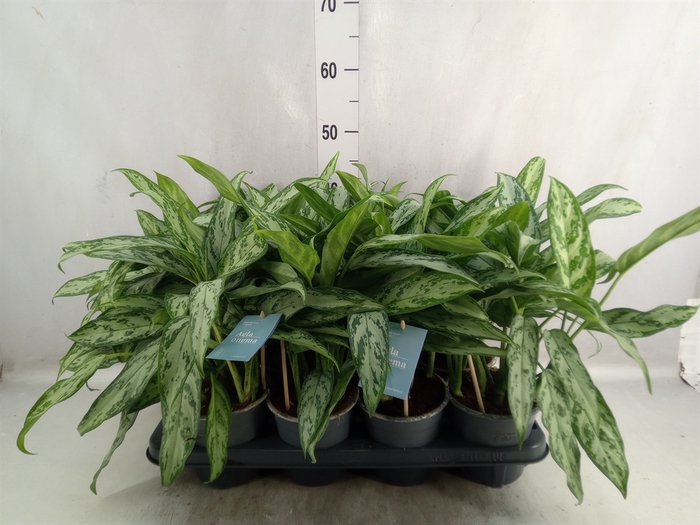 <h4>Aglaonema  'Silver Queen Compact'</h4>