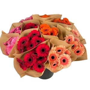 Bq Mono Germini 7-er mix