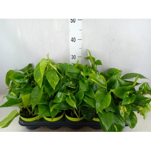Epipremnum pinn. 'Aureum'