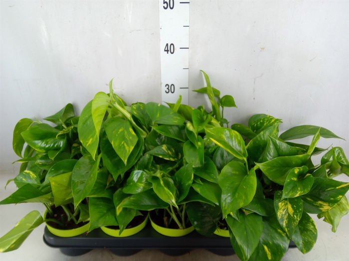 <h4>Epipremnum pinn. 'Aureum'</h4>