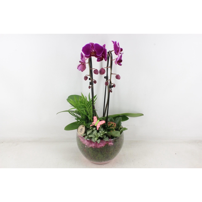 <h4>Arr2 Pl - Glas Henrik Phal. D.lila</h4>