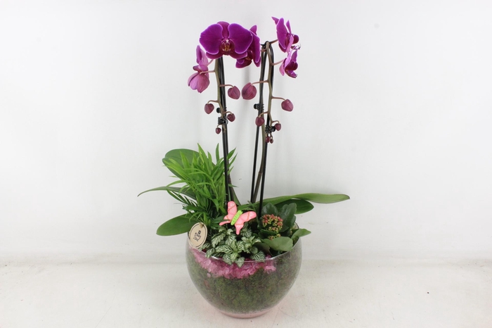 <h4>arr2 PL - Glas Henrik phal. d.lila</h4>