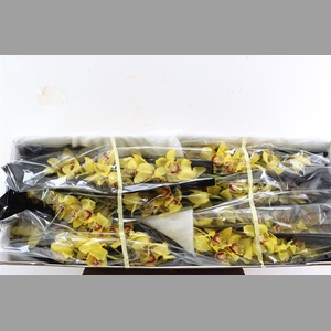 Cymb Yellow 12/15 Bl Per Tak