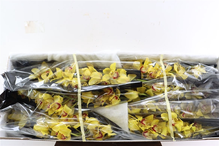 <h4>Cymb Yellow 12/15 Bl Per Tak</h4>