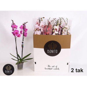 .Phalaenopsis gemengd 10 kleuren