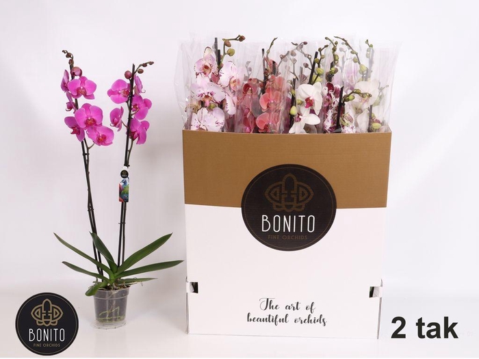 <h4>.Phalaenopsis gemengd 10 kleuren</h4>