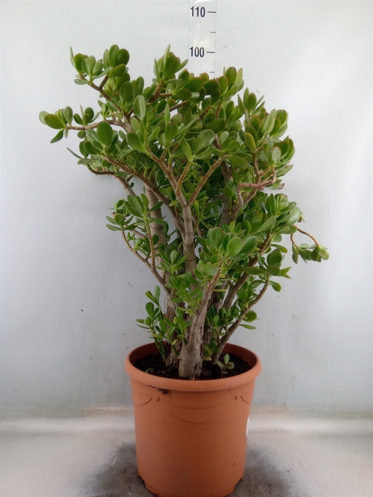 <h4>Crassula ovata</h4>