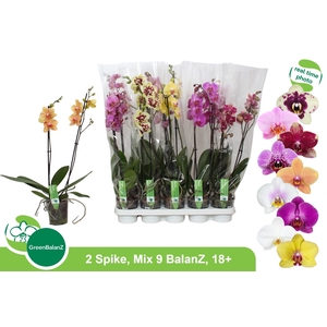 PHAL GEM 9 KL