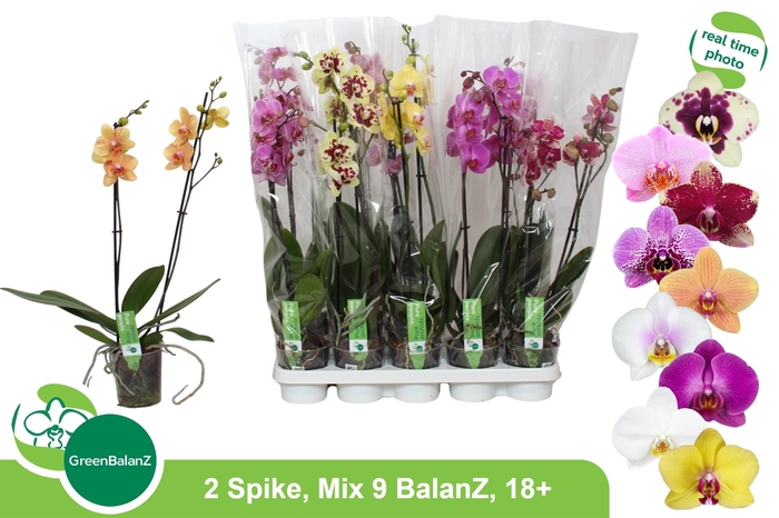 <h4>PHAL GEM 9 KL</h4>