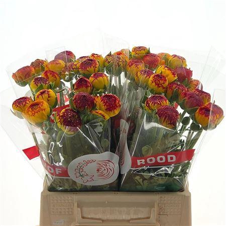 <h4>Ran Aazur Fireball</h4>