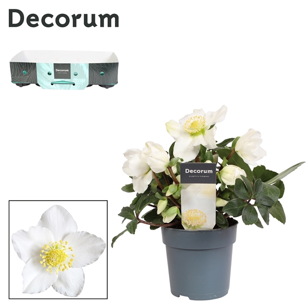 <h4>Helleborus n. Christmas Carol 12cm Decorum (L) met kraag</h4>