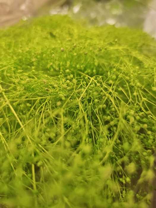 GESTABILISEERD GYPS MILLION STAR APPELGROEN