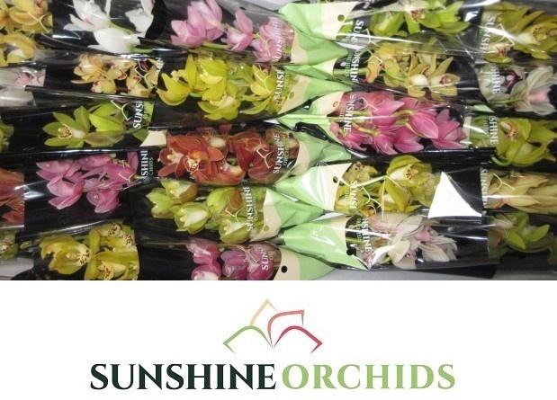 <h4>CYMB MI GEM</h4>