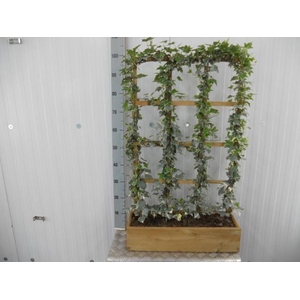 Hedera helix 'Glacier'