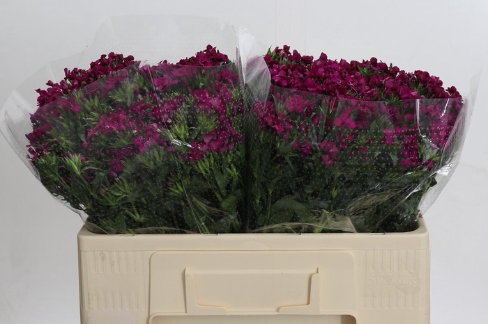 <h4>Dianthus Br Amazon Neon Cherry</h4>