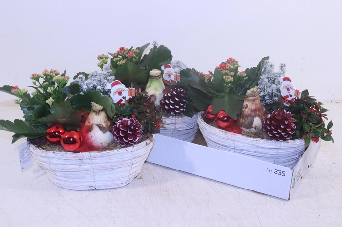 <h4>ARR HIPPEASTRUM</h4>