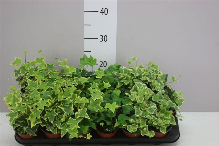 <h4>Hedera He Gemengd</h4>