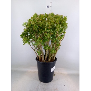Crassula arborescens