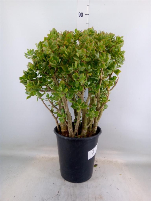 <h4>Crassula arborescens</h4>