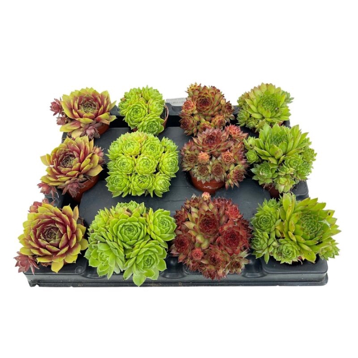 SEMPERVIVUM-HYBRID P5,5