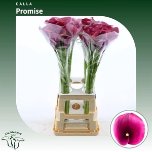 ZANT CAPT PROMISE
