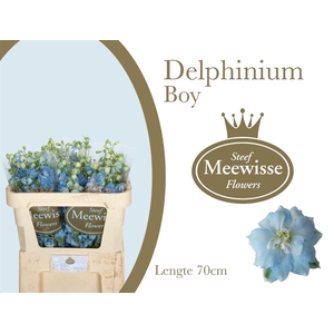 Delphinium Boy