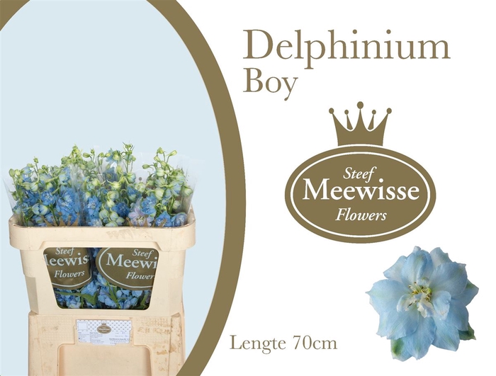 Delphinium Boy