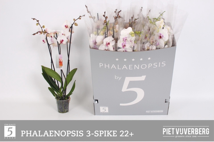 <h4>PHAL RED LIPS</h4>