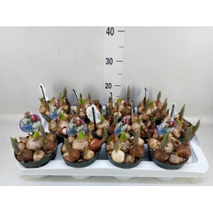 Bolbloemen   ...mix in pot