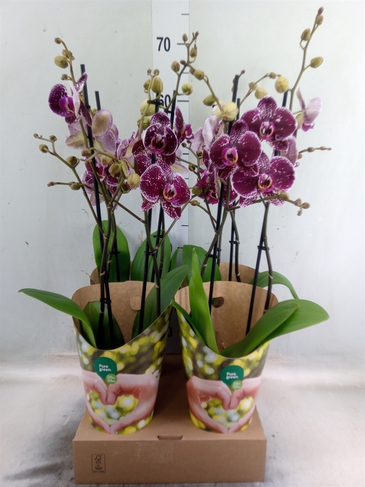 <h4>Phalaenopsis  'Eduction'</h4>