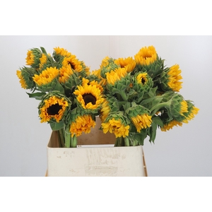 Helianthus Orange Fire