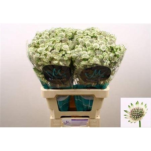 Astr Billion Sta Xl 60cm