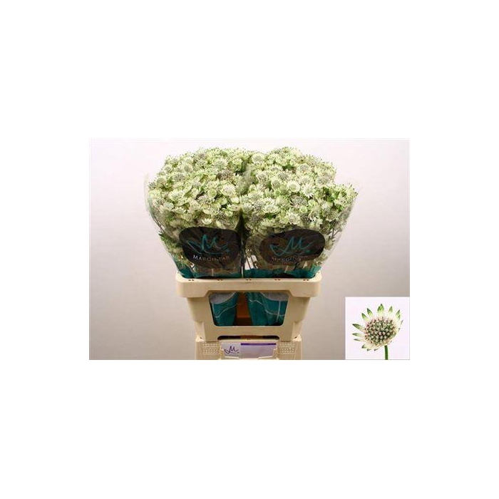 <h4>Astr Billion Sta Xl 60cm</h4>