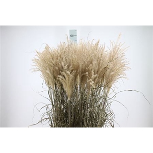 Siergras Miscanthis White Dry