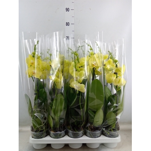 Phalaenopsis   ...yellow