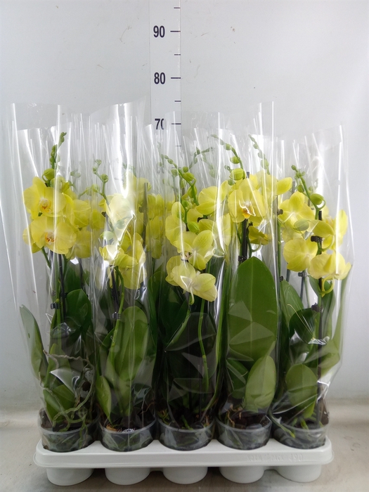 <h4>Phalaenopsis   ...yellow</h4>
