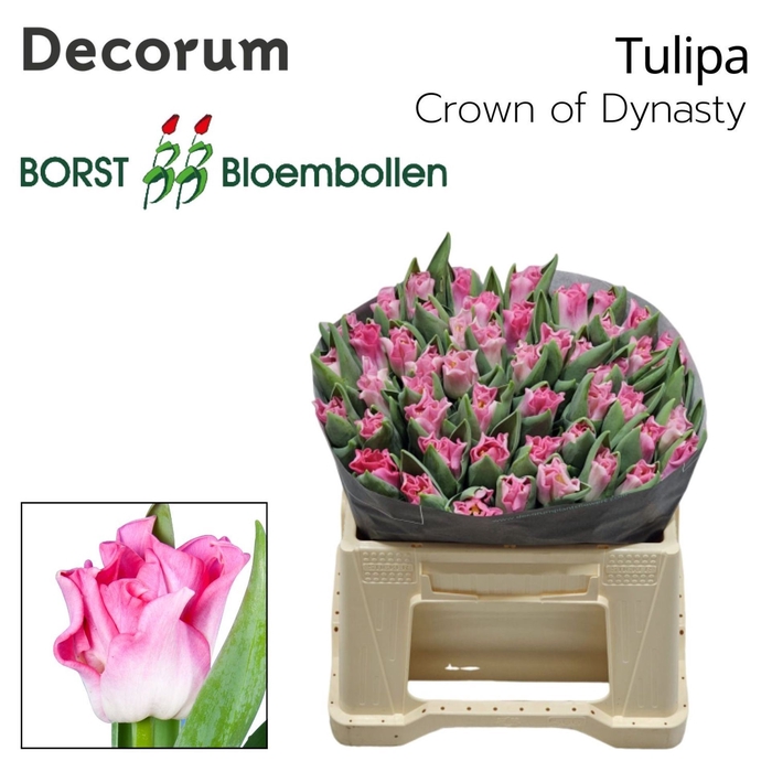 <h4>Tulipa CO 'Crown of dynasty'</h4>