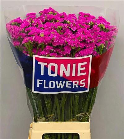 <h4>Lim S Dyna Rose</h4>