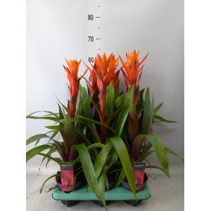 Guzmania  'Variada'