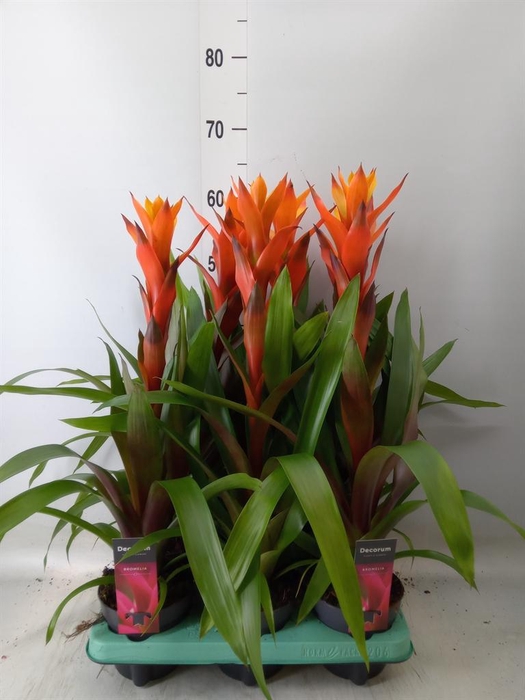 <h4>Guzmania  'Variada'</h4>