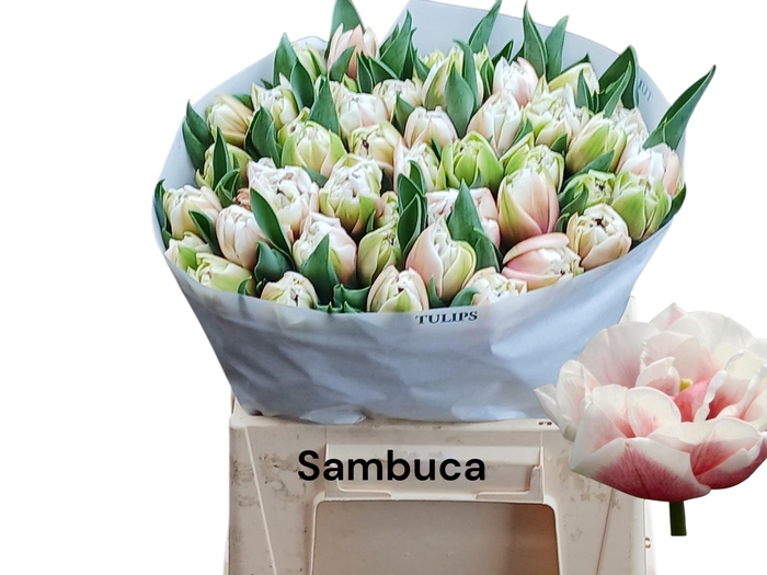 <h4>TU DU SAMBUCA</h4>