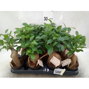 Ficus microcarpa 'Ginseng'